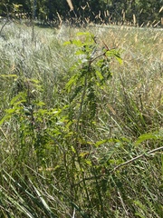 Gleditsia triacanthos
