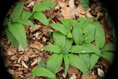 Allium ursinum