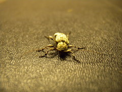 Leptostylus