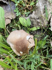 Pluteus cervinus