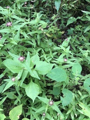 Lopezia racemosa