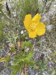 Papaver croceum
