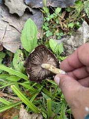 Pluteus cervinus