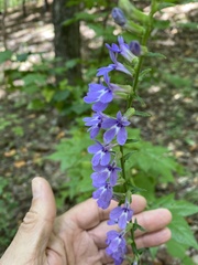 Lobelia