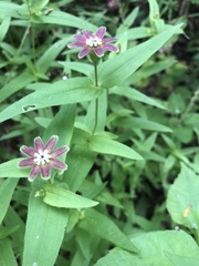 Lopezia racemosa