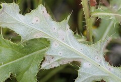 Coleophora peribenanderi