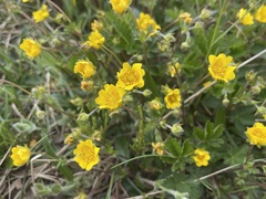 Potentilla crantzii