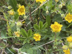 Potentilla crantzii