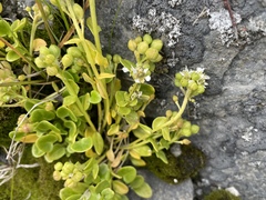 Cochlearia groenlandica