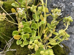 Cochlearia groenlandica