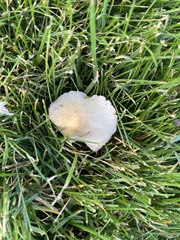 Candolleomyces candolleanus