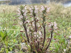 Pedicularis hirsuta
