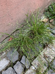 Poa annua