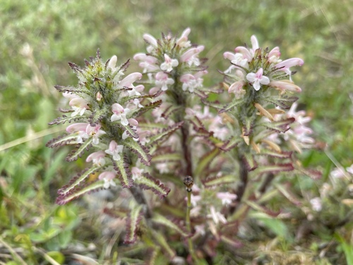 Hairy Lousewort