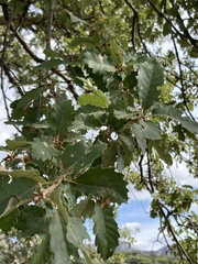 Quercus faginea