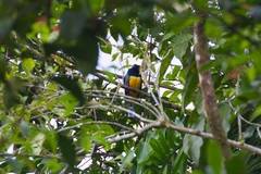 Trogon caligatus
