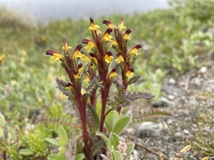 Pedicularis flammea