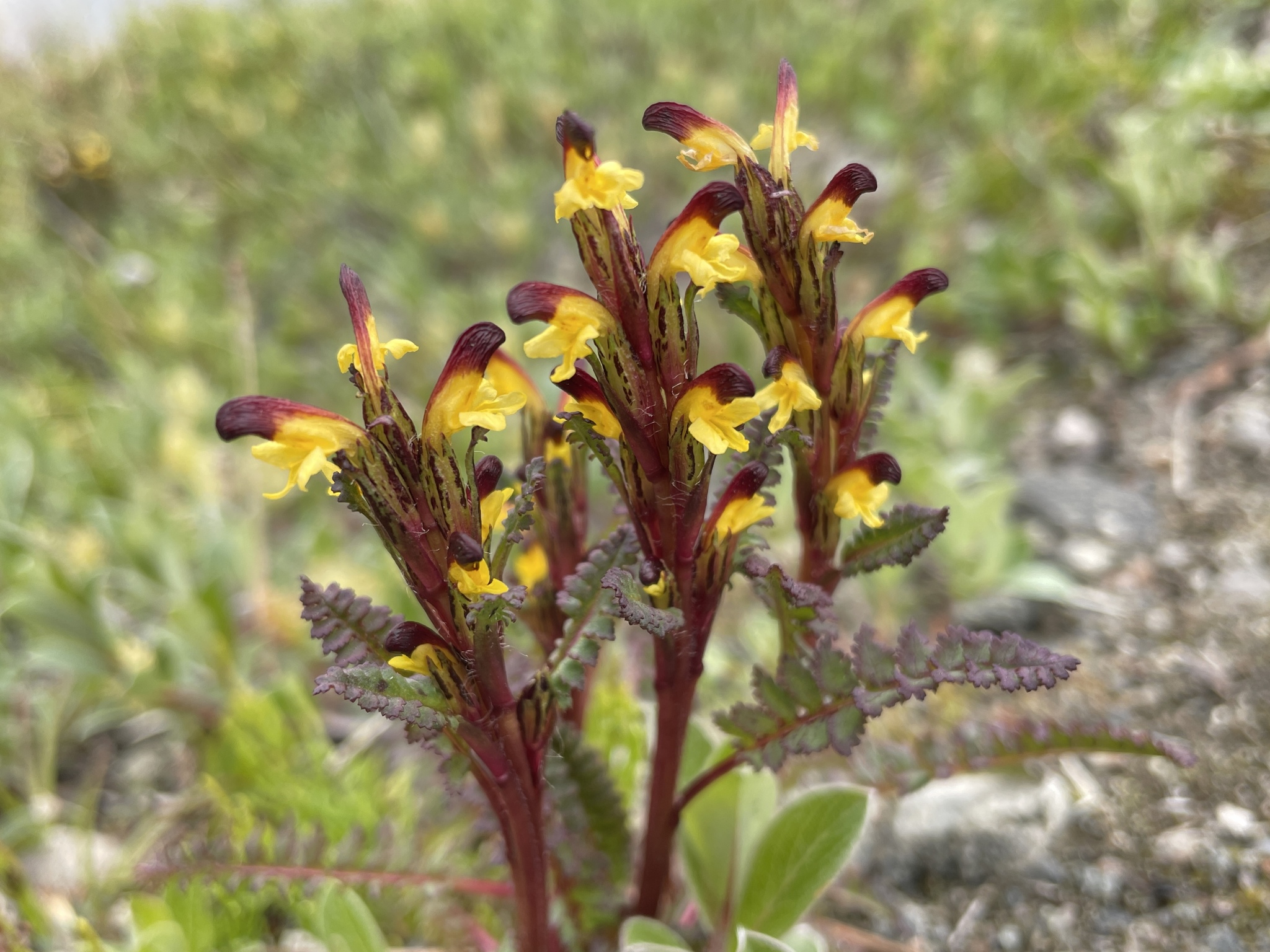 Pedicularis flammea