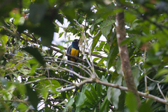 Trogon caligatus