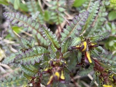 Pedicularis flammea