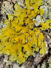 Xanthomendoza fallax