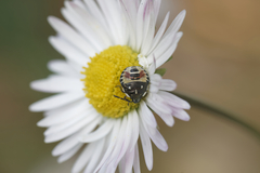 Carpocoris
