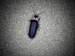 Nipponoluciola cruciata