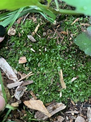 Tetraphis pellucida