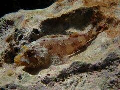 Scorpaena maderensis