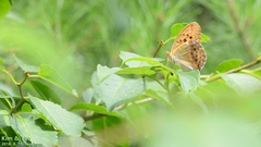 Argynnis sagana