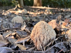Ramaria stricta