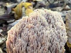 Ramaria stricta
