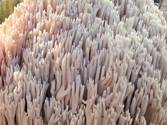 Ramaria stricta