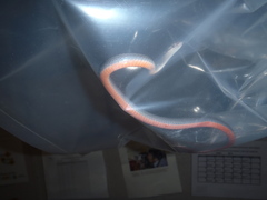 Guerreran Pine Woods Snake photo 4