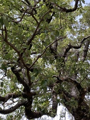 Quercus faginea