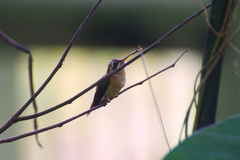 Phaethornis striigularis