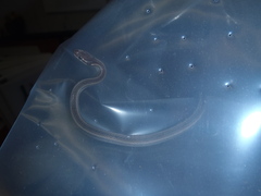 Guerreran Pine Woods Snake photo 3