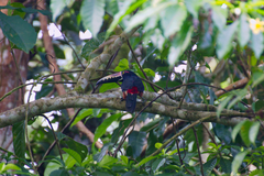 Pteroglossus torquatus