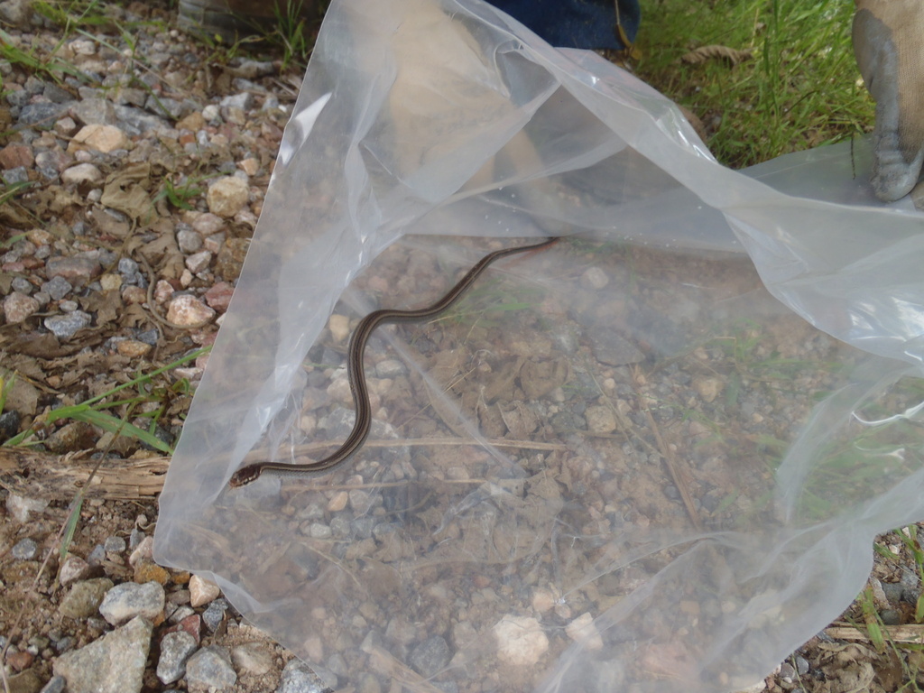Guerreran Pine Woods Snake