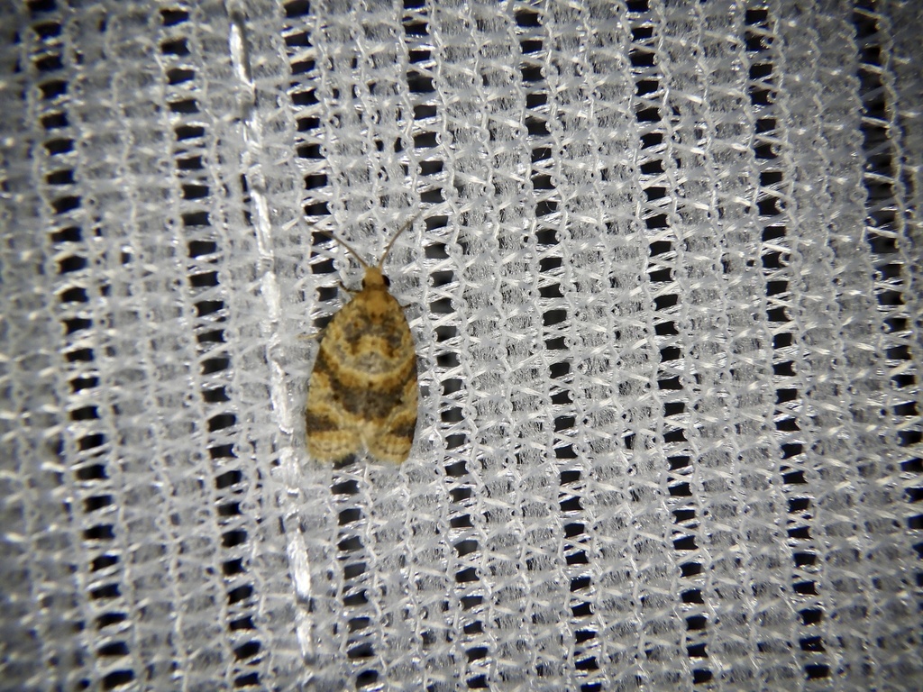 Gnorismoneura mesotoma from 行永, 舞鶴市, 京都府, JP on June 21, 2021 at 0823