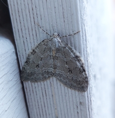 Epirrita dilutata