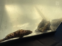 Centropristis striata