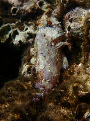 Scorpaena maderensis