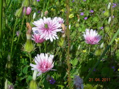 Crepis rubra