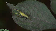 Elimaea fallax