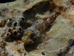 Scorpaena maderensis