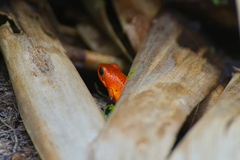 Oophaga pumilio