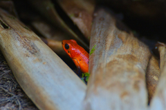 Oophaga pumilio