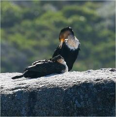 Phalacrocorax carbo lucidus