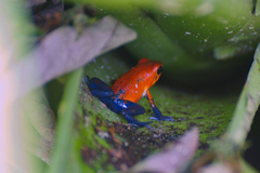 Oophaga pumilio
